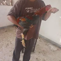 مرغ