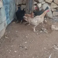 4عدد مرغ کوردی