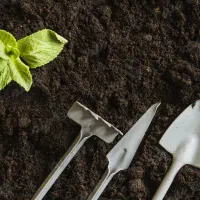 خدمات باغبانی هرس انواع درخت