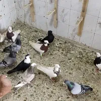 کبوتر