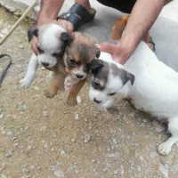 سه عدد توله میکس پامر و شیتزو