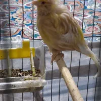 قناری ماده