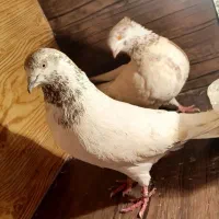 کبوتر جنگنده . رنگی.شمرونی ساعتی   زیر قیمت|پرنده|بومهن, |دیوار