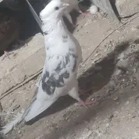 کفتر|پرنده|اردکان, |دیوار