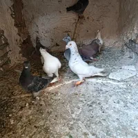 کبوتر پرشی