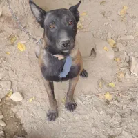 واگذاری توله مالینویزبه همراه پدر ومادر