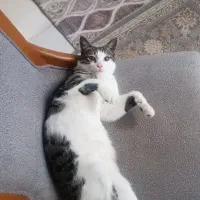 واگذاری گربه خانگی|گربه|بندر انزلی, مسکن مهر|دیوار