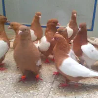 ۱۴تاکبوترسینع پرتقالی زردباهم دوکت پاک