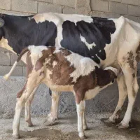 گاو گوساله|حیوانات مزرعه|مسجد سلیمان, |دیوار