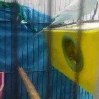 یک جفت مرغ عشق مولد|پرنده|اهرم, |دیوار