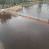 ماهی گلی قرمز|ماهی|تکاب, |دیوار