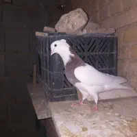 کبوتر|پرنده|لردگان, |دیوار