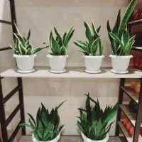 فروش هدایای مناسبتی (به قیمت تولیدی)|گل و گیاه طبیعی|رفسنجان, |دیوار