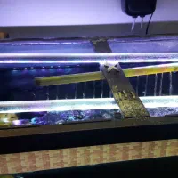 اکواریوم|ماهی|تهران, علم و صنعت|دیوار