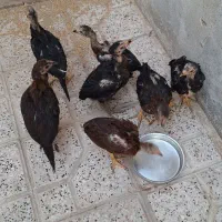 جوجه لاری اصیل ۵۰ روزه|حیوانات مزرعه|مشهد, ادیب نیشابوری (شهرک غرب)|دیوار