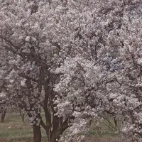 بادام  یه پوست امسال شیره انگور|عمده‌فروشی|تاکستان, |دیوار