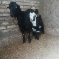 بز بزغاله