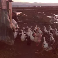 فروش اوردک ورامین گوشتی