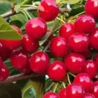 نهال آلبالو اصلاح شده وبذری درنهالستان قنبری