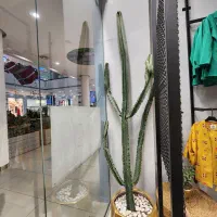 کاکتوس بزرگ باگلدان فروش بدلیل جمع آوری فروشگاه|گل و گیاه طبیعی|بابل, |دیوار