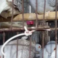 کبوتر تزینی|پرنده|کازرون, |دیوار