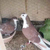 دمگیر روزگاری سرخ