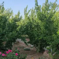 اجاره روزانه/هفتگی/ماهانه ویلا ۱۰۰۰ متری|اجارهٔ کوتاهمدت ویلا و باغ|نظرآباد, قوچ حصار|دیوار