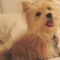 واگذاری سگ پامر روباهی