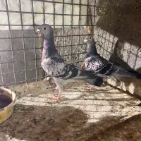 کفتر فروشی کرمونی|پرنده|مشهد, کارمندان دوم|دیوار