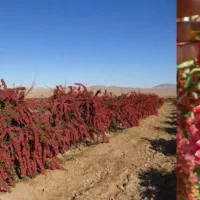 نهال زرشک و انواع نهال دیگر|گل و گیاه طبیعی|پیشخور, |دیوار