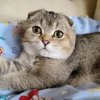 گربه|گربه|فسا, |دیوار