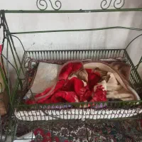 گهواره به فروش میرسد