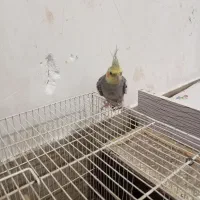 عروس هلندی نر