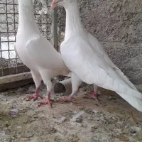 کبوتر کارییر