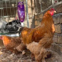مرغ و خروس برهما کوشین