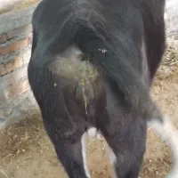 دوعددگوساله یکی هلشتاین یکی سمینتال|حیوانات مزرعه|مهربان, |دیوار