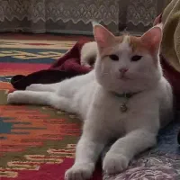 واگذاری (یه رفیق بامرام)گربه dsh