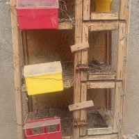 فروش جفت کن کبوتر