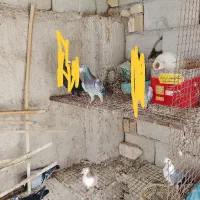 کبوتر فروشی