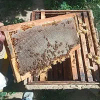 عسل بهاری ومحلی سبلان اردبیل|خوردنی و آشامیدنی|صفادشت, |دیوار