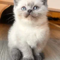 بریتیش بلوپوینت خاص ترین رنگ|گربه|تهران,  امام زاده قاسم (نیاوران)|دیوار