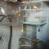 سهره،سهره قناری،قناری ،مرغ عشق پروانه ای