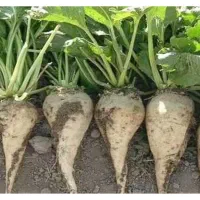 چغندر قند فروشی