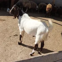 بز نز|حیوانات مزرعه|نمین, |دیوار