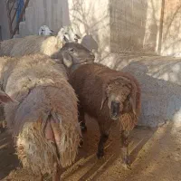 گوسفند|حیوانات مزرعه|فاروج, |دیوار