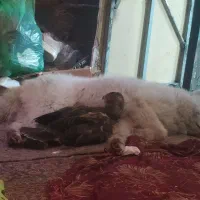 پرنده محدوده پاکتسازی گمشده