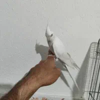 عروس هلندی ماده و نر تک یا جفت دستی قفس و لونه|پرنده|مرودشت, فرهنگ|دیوار