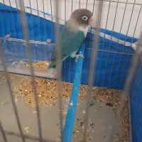 طوطی برزیلی