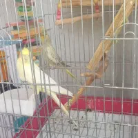 عروس هلندی عروس هلندی نر و ماده|پرنده|کرج, شاهین‌ویلا|دیوار