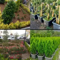 خدمات باغبانی کاشت گل وگیاه باغچه کاری گل کاری